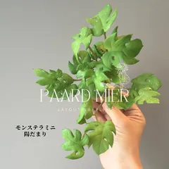 2026年最新】セイブシシバナヘビの人気アイテム - メルカリ