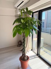 大型】パキラ 編み込み 観葉植物 インテリア 鉢植え - メルカリ