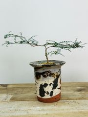 鉢のまま発送！60cm！カクカク枝の抜け感がアート♪盆栽風オシャレ観葉