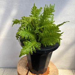 希少 【山野草】トキワシノブ？シダ 【特大株】 年代物 観賞用 12月14