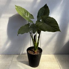 希少 観葉植物 アロカシア ハートイモ 8号鉢 新芽 優良品 写真現物 希少 観葉植物 アロカシア ハートイモ 8号鉢 新芽 優良品 写真現物