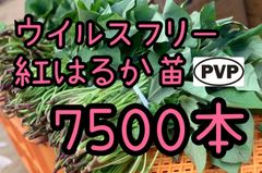 特選品】紅はるか苗☆170本 5月下旬から発送開始 - メルカリ