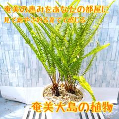 値下げ！特大 オオタニワタリ 露地管理です - メルカリ