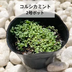 2026年最新】ハッカ 苗の人気アイテム - メルカリ