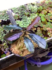 ブセファランドラ sp. パープルウェーブ Bucephalandra sp. Purple