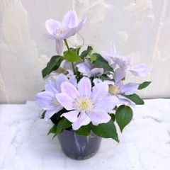 台湾ガジュマル8の字仕立て縁起もの末広がり永遠無限大パンダ