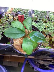 Bucephalandra sp. “Twinkle” - メルカリ