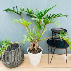 現品］【珍しい】※売約済※ 6番 奄美姫ソテツ 盆栽造り 約7号 蘇轍 観葉