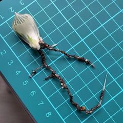 ハオルチア ☆ 白蛇伝 葉挿し株（2個発芽、発根済み） - メルカリ