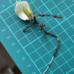 ハオルチア ☆ 白蛇伝 葉挿し株⑤（1頭発芽、発根済み） - メルカリ
