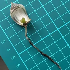 2026年最新】白蛇伝 ハオルチアの人気アイテム - メルカリ