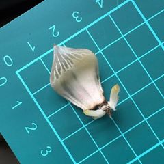 ハオルチア ☆ 白蛇伝 葉挿し株（2個発芽、発根済み） - メルカリ