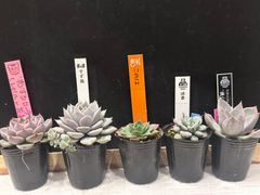命名株いろいろ5種セット 札なし ポットごと発送 - メルカリ