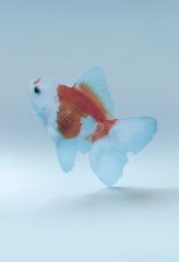 ヘッドホン 金魚 アート プリザーブドフラワー 母の日 プレゼント 音楽 開運 ヘッドホン 金魚 アート プリザーブドフラワー 母の日 プレゼント 音楽