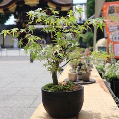 モミジとオマケ欅盆栽 写真5 - メルカリ