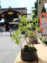 盆栽 紅葉 もみじとオマケでケヤキ盆栽M2 - メルカリ