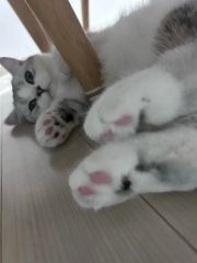砂雲様♡専用ページ♬*°おすそ分けnene様新作素材 - メルカリ