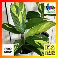 キフゲットウ（黄斑月桃） 10号鉢 金運アップ 斑入り 観葉植物 大型