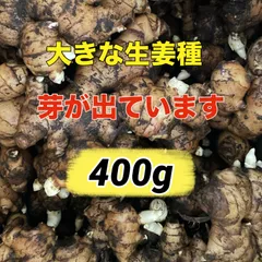 芽が出ています❣️生姜種400g‼️すぐに植え付け可能のサムネイル