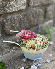 ❤️多肉植物そのまま飾れる寄せ植え❤️手付き韓国鉢❤️ピンクカラー