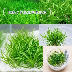 2026年最新】エキノドルスの人気アイテム - メルカリ