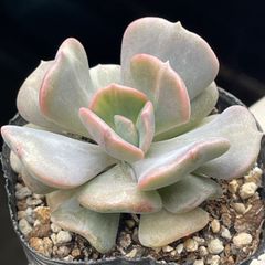 多肉植物 ☆キュービックフロスト☆ 抜き苗 - メルカリ