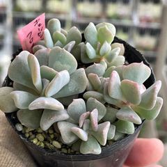 多肉植物♡ペンデンス❤︎抜き苗(根付き) - メルカリ