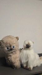 エキゾベビー♡生後3日♡赤ちゃん子猫ちゃん♡アートドール