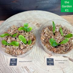 ビカクシダwillinckii Dwarf Mr. Nook前葉体 2カップ ① - メルカリ