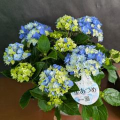 おつとめ品 紫陽花 アジサイ 福岡限定 月虹 5号 底面給水 秋色変化中