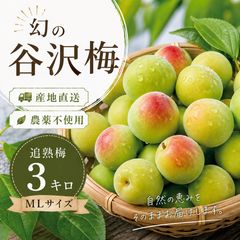 群馬県榛名産 白加賀梅 3kg 農薬化学肥料不使用 - メルカリ