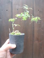 盆栽]紅葉/ノムラ？出猩？それともブラッド何ちゃら？ - メルカリ