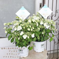 紫陽花ラグランジア『ブライダルシャワー』PW 大苗 ♡咲き始め