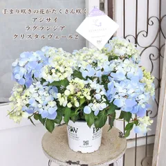 値下げSALE 鉢花 PW アジサイ ラグランジア クリスタルヴェール２ 5号 ブルー 毎年咲く プレゼント あじさいのサムネイル