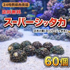 冷凍イソガニ100匹 石鯛 黒鯛 磯ガニ 釣り餌 - メルカリ