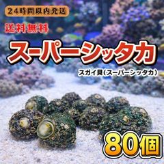 冷凍バフンウニ(サンショウウニ)1kg石鯛 黒鯛 釣り餌 かぶせ釣り