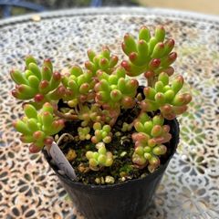 多肉植物 レッドベリー全て 抜き苗発送 - メルカリ
