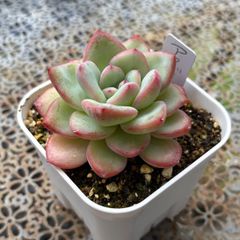 多肉植物　ピーチスアンクリーム　　抜き苗 ピーチスアンドクリーム 多肉植物 抜き苗 No.8 - メルカリ