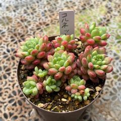 ❣️ストロベリームース❣️現品 エケベリア 寄せ植え 多肉弁当 多肉
