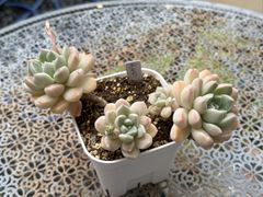 つぶつぶ屋さん　カット苗　多肉植物　エケベリア 多肉植物つぶつぶやさん カット苗セット｜Yahoo!フリマ（旧PayPayフリマ）