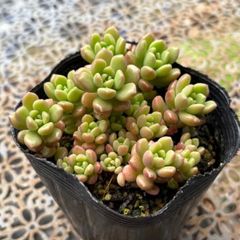 18.つぶつぶ屋さん カット苗 9種セット 多肉植物 - メルカリ