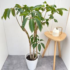 陶器鉢セット♡】ドラセナ ソングオブジャマイカ 曲がり - メルカリ