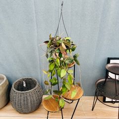 ［現品］【希少】1番　モンステラ　斑入り　7号　レア　観葉植物　室内　タイコン 現品］【希少】97番 モンステラ 斑入り 7号 観葉植物 室内 レア 鉢