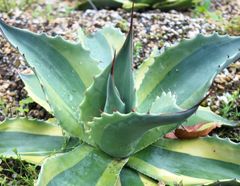 アガベ AGAVE パリー トランカータ 縞斑 オバティフォリア パラサナ