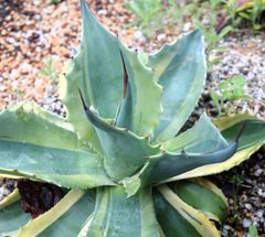 アガベ AGAVE パリー トランカータ 縞斑 オバティフォリア パラサナ