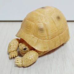 No.003 メロンパンリクガメ - メルカリ
