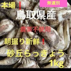 初物❗️鳥取県産 農薬不使用 砂丘らっきょう らっきょう 初物！鳥取産 砂丘らっきょう 1kg 農薬不使用 - メルカリ
