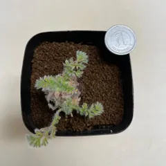 多肉植物　コーデックス　ペラルゴニウム　アッペンディクラツム　抜き苗　根付きのサムネイル