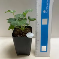多肉植物　コーデックス　ペラルゴニウム　ミラビレ(レア＊実生)  抜き苗　根付きのサムネイル