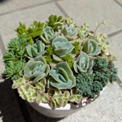 ラブリーローズ錦 虹斑入りの葉っぱ 多肉植物 エケベリア 写真ニの全部